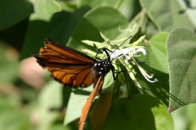 2007-10-27 13:33:56 ** Botanischer Garten, Phoenix ** Monarchfalter.