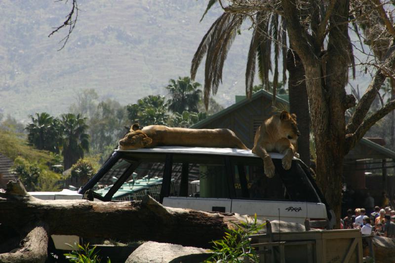 2008-03-21 12:42:14 ** San Diego, San Diego Zoo's Wild Animal Park ** Die Löwinnen haben es sich auf dem Wagen gemütlich gemacht.