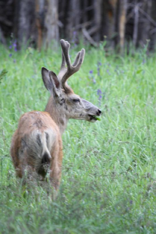 2009-08-05 17:45:30 ** Deer, Yellowstone National Park ** 