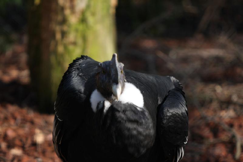 2010-04-13 16:19:18 ** Deutschland, Walsrode, Zoo ** 