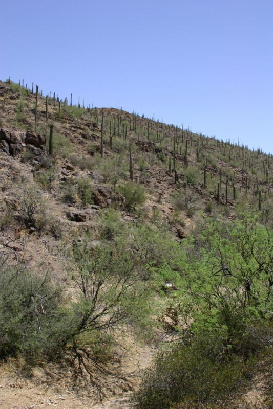 2006-06-17 11:04:30 ** Kaktus, Tucson ** Kakteen am Fluß, oder was vielleicht zur Regenzeit im Juli und August ein Fluß ist.