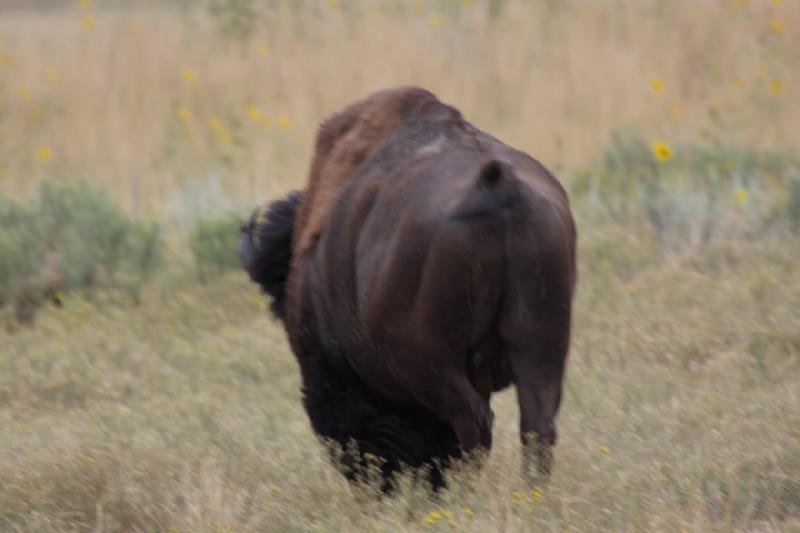 2013-08-24 15:05:14 ** Antelope Island, Bison, Utah ** 