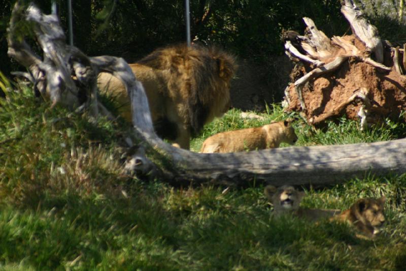 2008-03-21 14:57:32 ** San Diego, San Diego Zoo's Wild Animal Park ** 