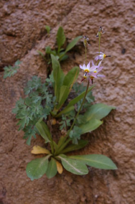 2011-05-29 09:42:10 ** Utah, Zion National Park ** 