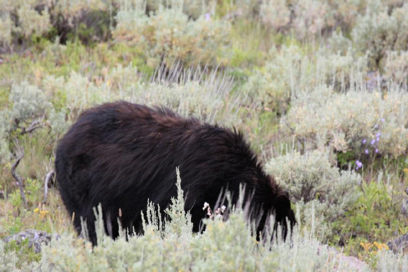 2009-08-05 14:08:27 ** Schwarzbär, Yellowstone Nationalpark ** 