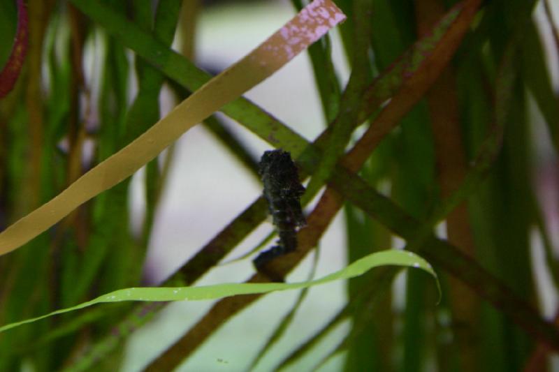 2007-12-15 13:07:38 ** Aquarium, Utah, Zoo ** Seahorse.