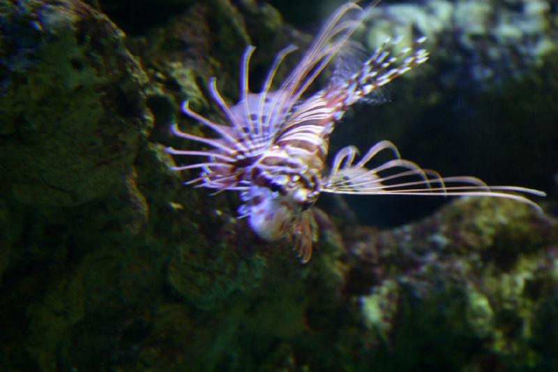 2007-10-13 12:55:08 ** Aquarium, California, Zoo ** Lionfish. 2007-10-13 12:55:08 ** Aquarium, California, Zoo ** Lionfish.