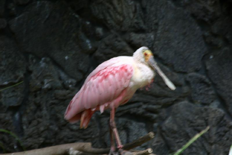 2007-06-18 12:04:50 ** Utah, Zoo ** Löffler.