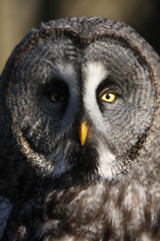 2010-04-13 17:56:26 ** Deutschland, Walsrode, Zoo ** Bartkauz oder Lapplandeule (Strix nebulosa), größte Art der Gatting Strix.