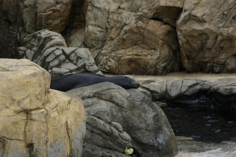 2007-10-13 12:08:50 ** Aquarium, California, Zoo ** Sea lion. 2007-10-13 12:08:50 ** Aquarium, California, Zoo ** Sea lion.
