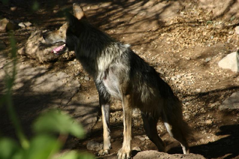 2006-06-17 17:00:54 ** Botanischer Garten, Tucson ** Mexikanischer Wolf.