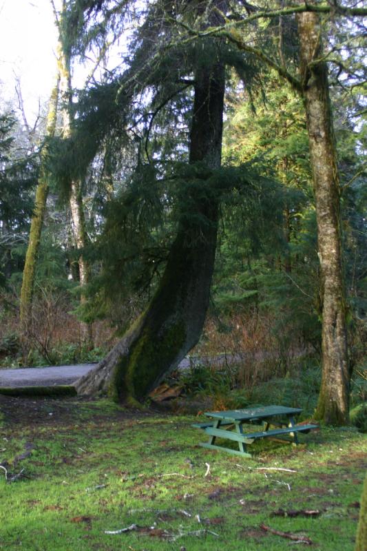 2006-01-28 17:22:36 ** Oregon ** Wonder what made this tree grow so crooked.