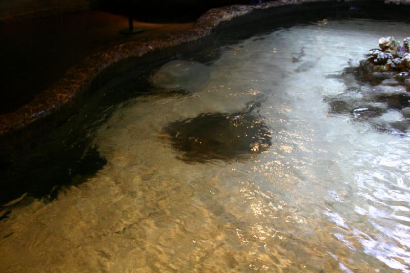 2007-12-15 13:15:40 ** Aquarium, Utah, Zoo ** Stachelrochen.