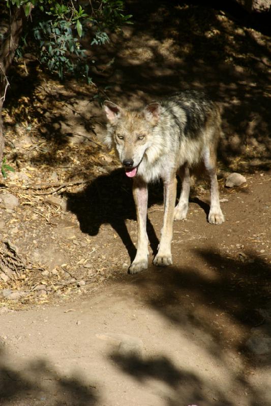 2006-06-17 17:00:38 ** Botanischer Garten, Tucson ** Mexikanischer Wolf.