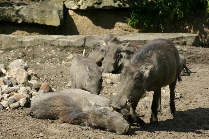 2005-08-24 14:39:05 ** Berlin, Germany, Zoo ** Wart hogs.