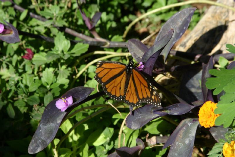 2007-10-27 13:31:00 ** Botanischer Garten, Phoenix ** Monarchfalter.