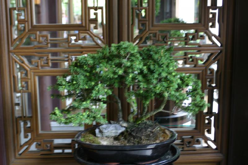 2005-05-05 11:44:23 ** Botanical Garden, Oregon, Portland ** Shaky Bonsai.