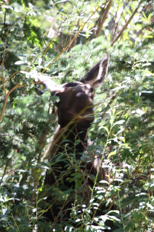 2010-08-21 11:12:43 ** Moose, Uinta Mountains ** 