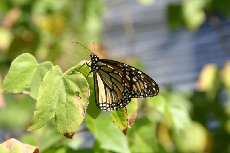 2007-10-27 13:28:16 ** Botanischer Garten, Phoenix ** Monarchfalter.