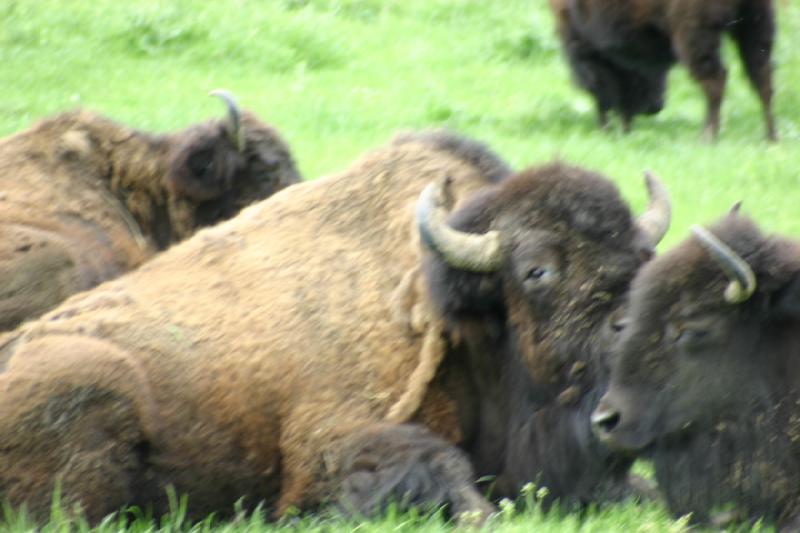 2005-05-07 14:32:38 ** Oregon, Roseburg, Zoo ** Buffalo.