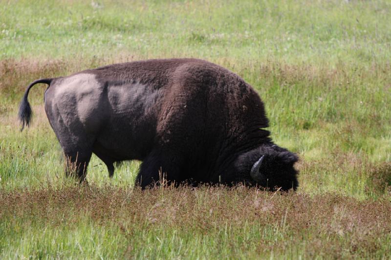 2009-08-05 09:30:22 ** Bison, Yellowstone Nationalpark ** 