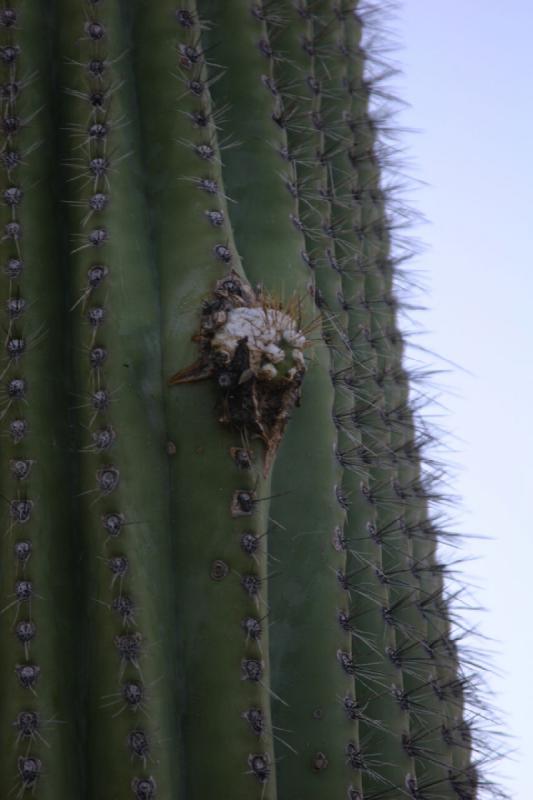 2006-06-17 18:40:00 ** Botanischer Garten, Kaktus, Tucson ** Beginnender Arm eines Saguaro-Kaktus.