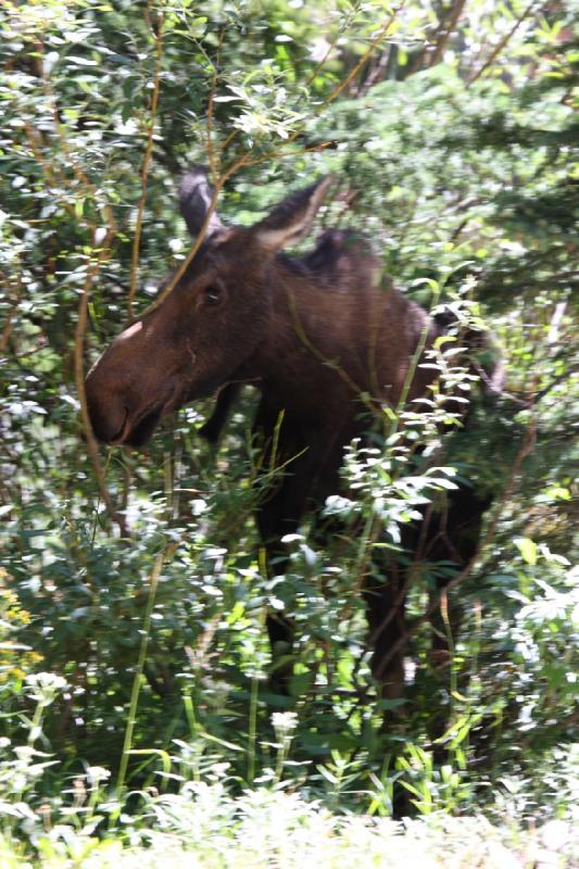 2010-08-21 11:16:13 ** Moose, Uinta Mountains ** 