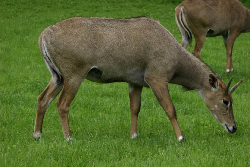 2005-05-07 15:12:15 ** Oregon, Roseburg, Zoo ** Antelopes.