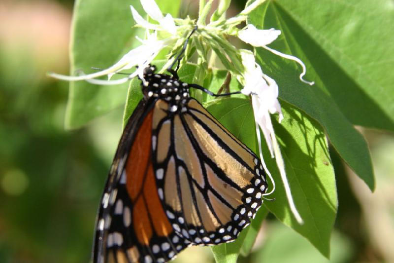 2007-10-27 13:36:04 ** Botanischer Garten, Phoenix ** Monarchfalter.