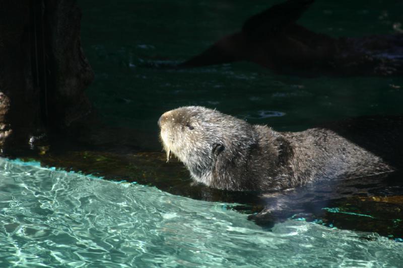 2007-09-01 12:15:24 ** Aquarium, Seattle ** Seeotter.