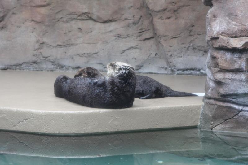 2012-06-16 11:26:30 ** Aquarium, Seattle ** 