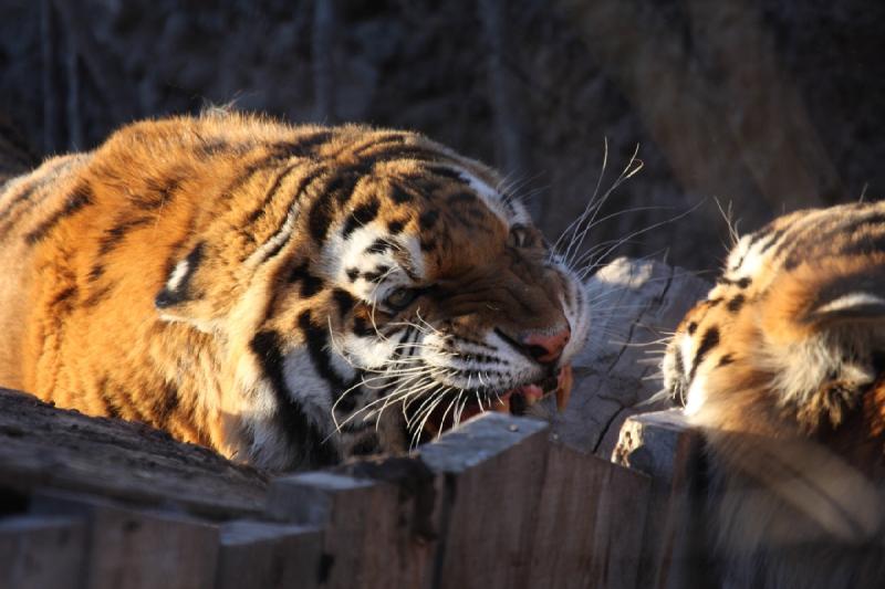 2011-01-23 16:41:39 ** Tiger, Utah, Zoo ** 