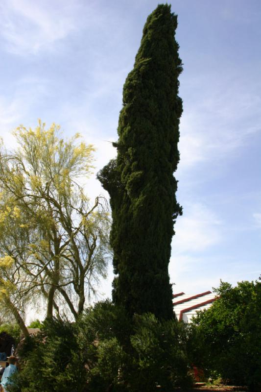 2007-04-14 15:23:22 ** Phoenix, Taliesin West ** Cypress. 2007-04-14 15:23:22 ** Phoenix, Taliesin West ** Cypress.
