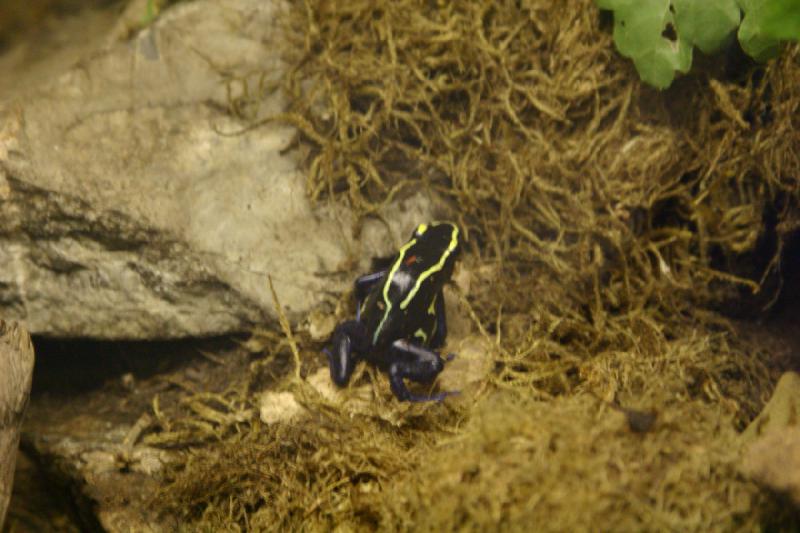 2007-06-18 12:25:42 ** Utah, Zoo ** Pfeilgiftfrosch.