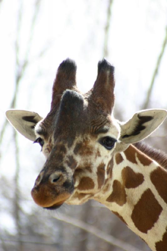 2007-03-11 14:25:10 ** Utah, Zoo ** Giraffe.