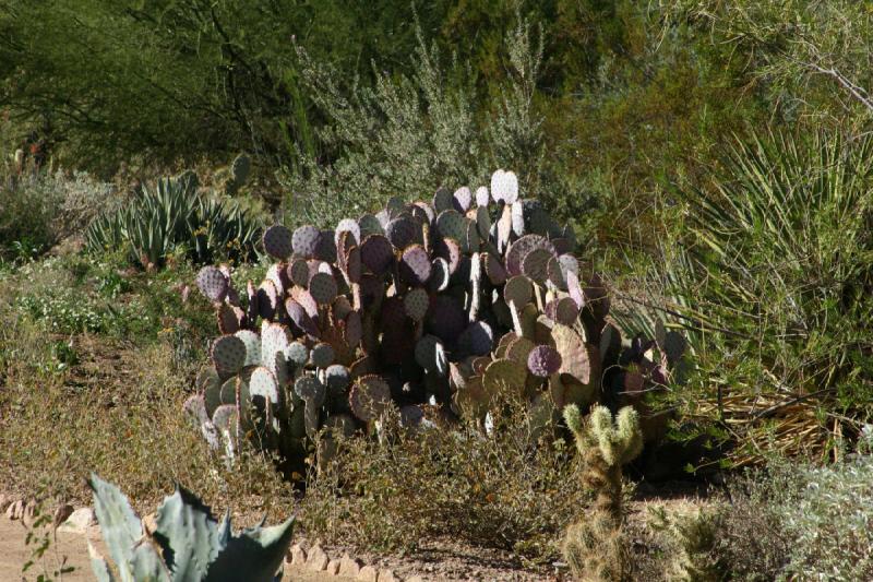 2007-10-27 14:27:46 ** Botanischer Garten, Kaktus, Phoenix ** Opuntie.