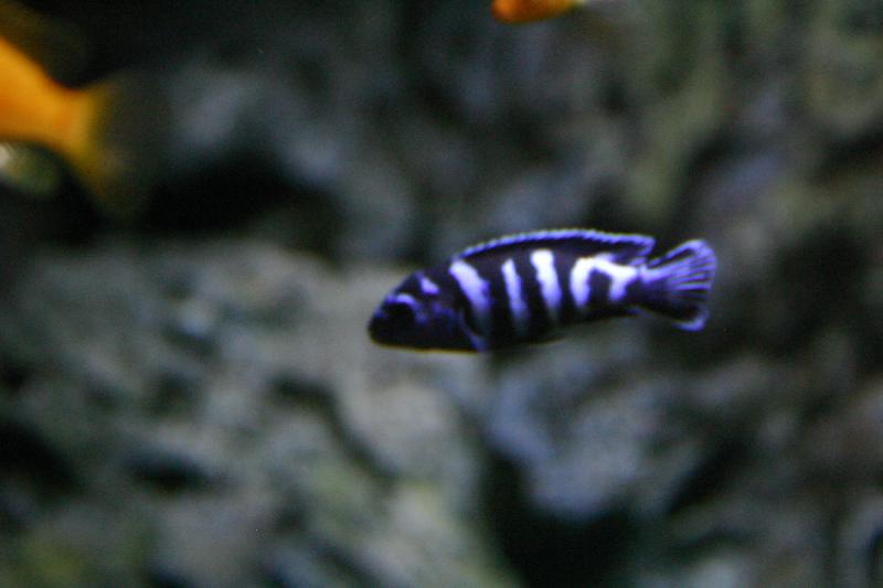 2005-08-25 14:33:42 ** Aquarium, Berlin, Germany, Zoo ** Little blueish fish.