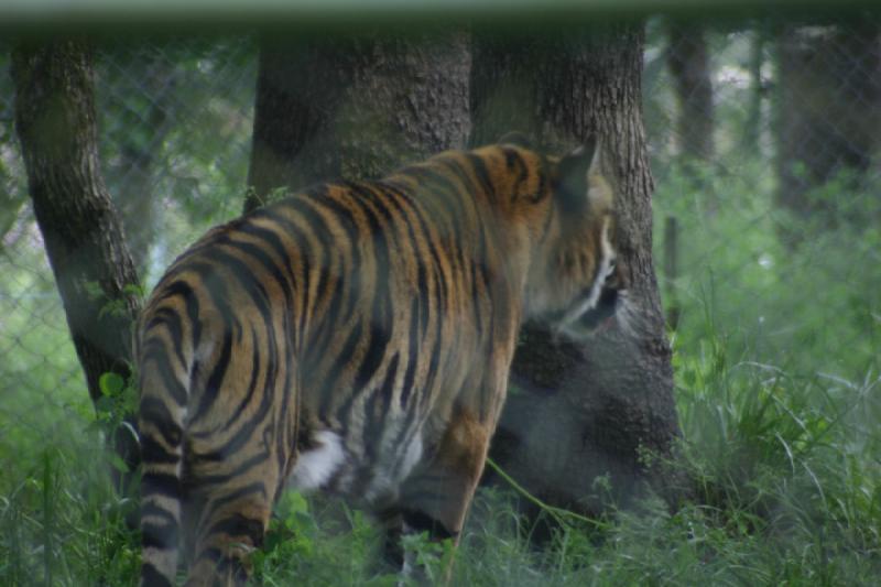 2005-05-07 15:25:26 ** Oregon, Roseburg, Zoo ** Tiger.