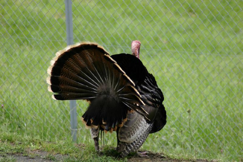 2005-05-07 14:53:29 ** Oregon, Roseburg, Zoo ** The turkey shows what it can do.