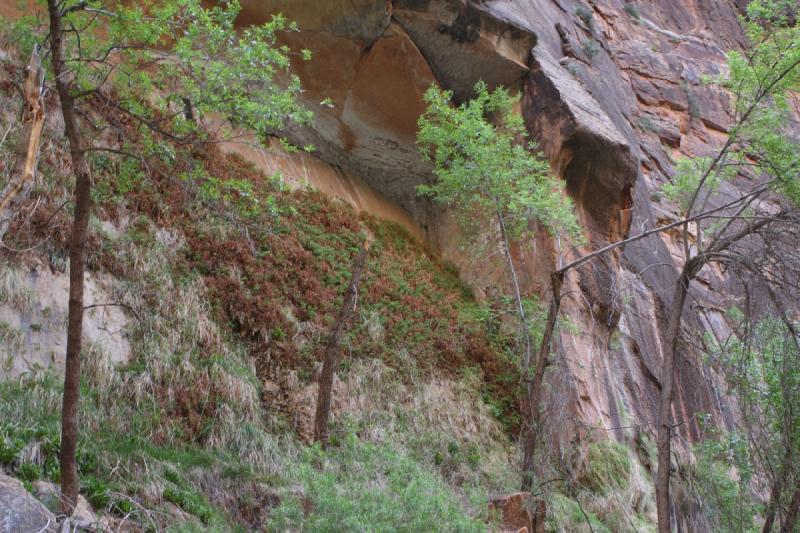 2011-05-29 09:45:31 ** Utah, Zion Nationalpark ** 