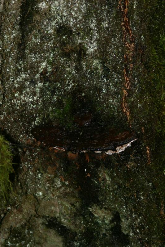 2006-01-28 17:25:24 ** Oregon ** A fungus on one of the trees.