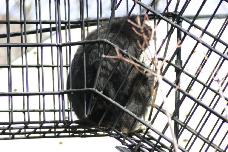 2007-03-11 13:58:00 ** Utah, Zoo ** Monkey between inside and outside enclosure.