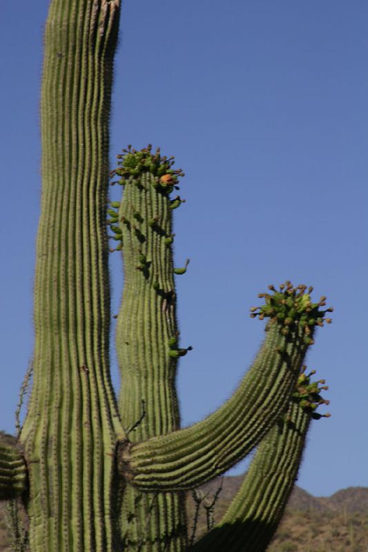 2006-06-17 17:14:42 ** Botanischer Garten, Kaktus, Tucson ** Saguaro mit Früchten.