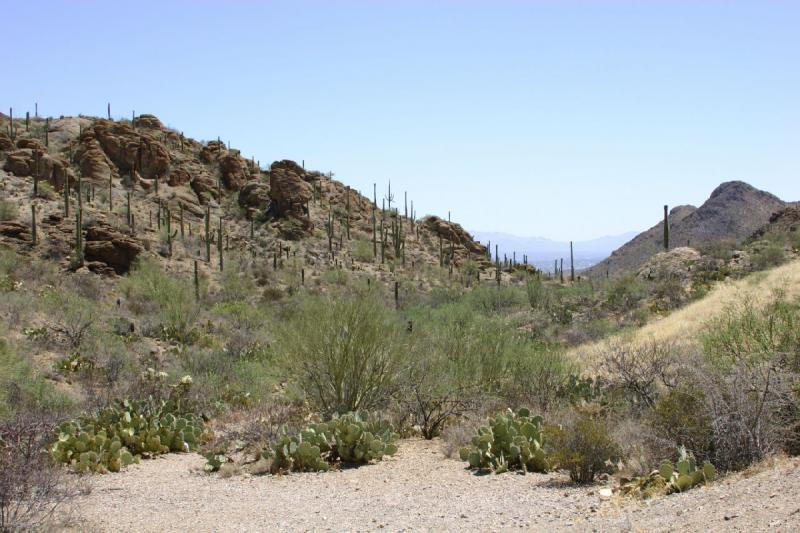 2006-06-17 11:10:08 ** Kaktus, Tucson ** 'Opuntia' Kakteen im Vordergrund, ausgetrocknetes Flußbett im Hintergrund.