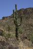 Ein "Saguaro" Kaktus mit Früchten. Dieser Kaktus ist sehr langsam wachsend und es dauert etwa 75 bis 80 Jahre, bis ein erster Seitenarm wächst. Sie werden bis zu 200 Jahre alt. Diese Kakteen sind geschützt und es bedarf einer Genehmigung, wenn sie für den Bau von Straßen oder Häusern entfernt werden müssen.