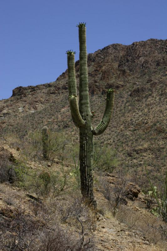 2006-06-17 11:15:44 ** Kaktus, Tucson ** Ein 'Saguaro' Kaktus mit Früchten. Dieser Kaktus ist sehr langsam wachsend und es dauert etwa 75 bis 80 Jahre, bis ein erster Seitenarm wächst. Sie werden bis zu 200 Jahre alt. Diese Kakteen sind geschützt und es bedarf einer Genehmigung, wenn sie für den Bau von Straßen oder Häusern entfernt werden müssen.