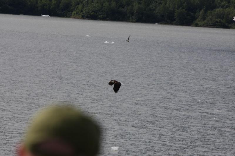 2012-06-20 16:31:50 ** Alaska, Juneau, Kreuzfahrt, Weißkopfseeadler ** 