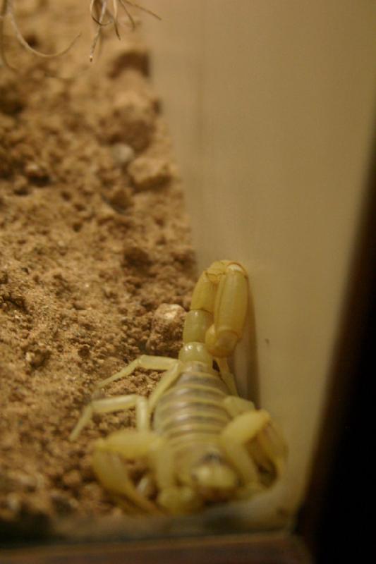 2006-06-17 16:19:28 ** Botanischer Garten, Tucson ** Ein Skorpion, der sich in die Ecke verkrochen hat.