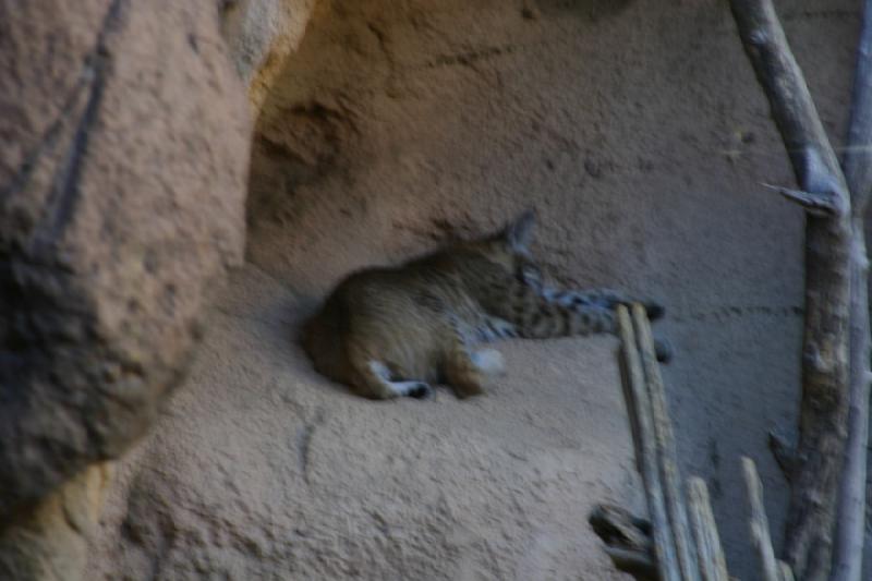 2006-06-17 17:34:12 ** Botanischer Garten, Tucson ** Schlafender Luchs.