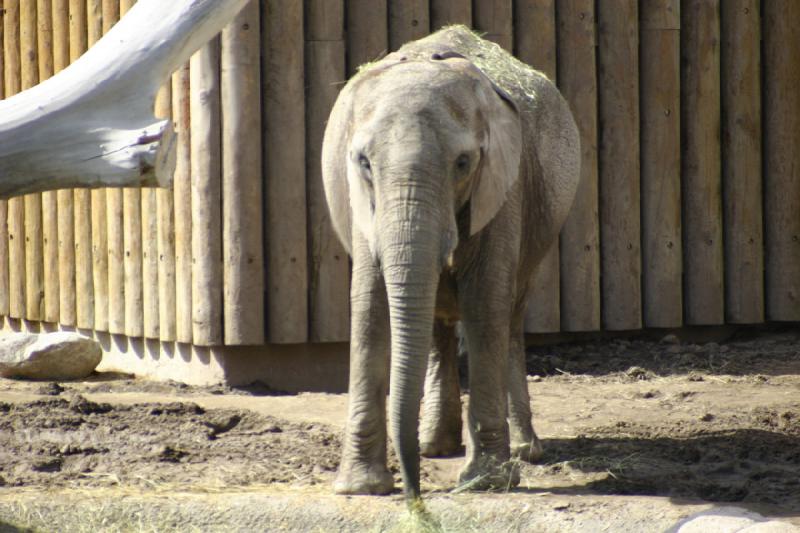 2007-03-11 15:04:44 ** Utah, Zoo ** Elefant.